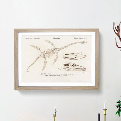 Plesiosaurus Illustration by Charles d' Orbigny - Picture Frame Painting Print