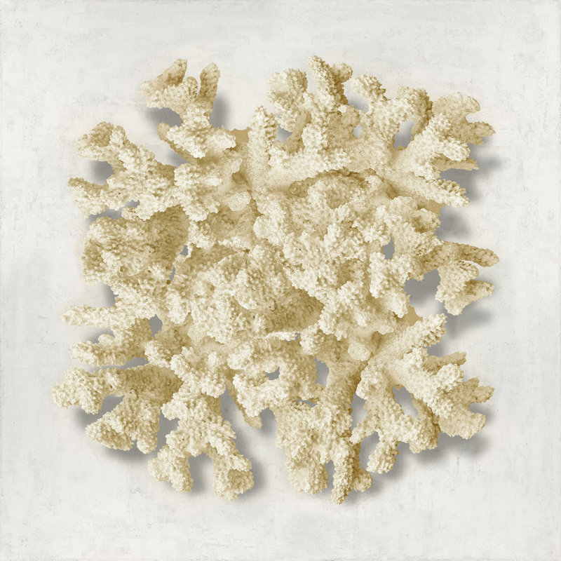 Corail crème II, H 12 po x l 12 po