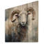 Wild Sheep II sur bois-558967214