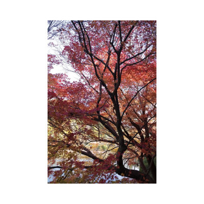 Fall Foliage At Ryoan-Ji Temple, Kyoti Prefecture, Japan - Wrapped Canvas Print
