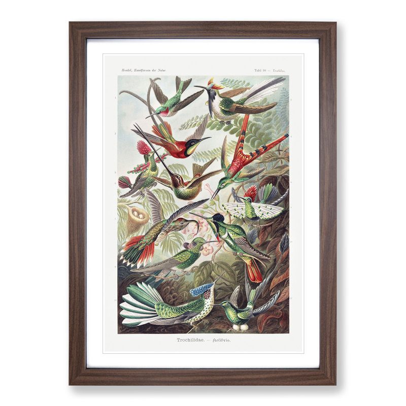 Study of Kingfisher Birds by Ernst Haeckel - Picture Frame Painting, Walnut Framed, 65cm H x 48cm W x 2cm D