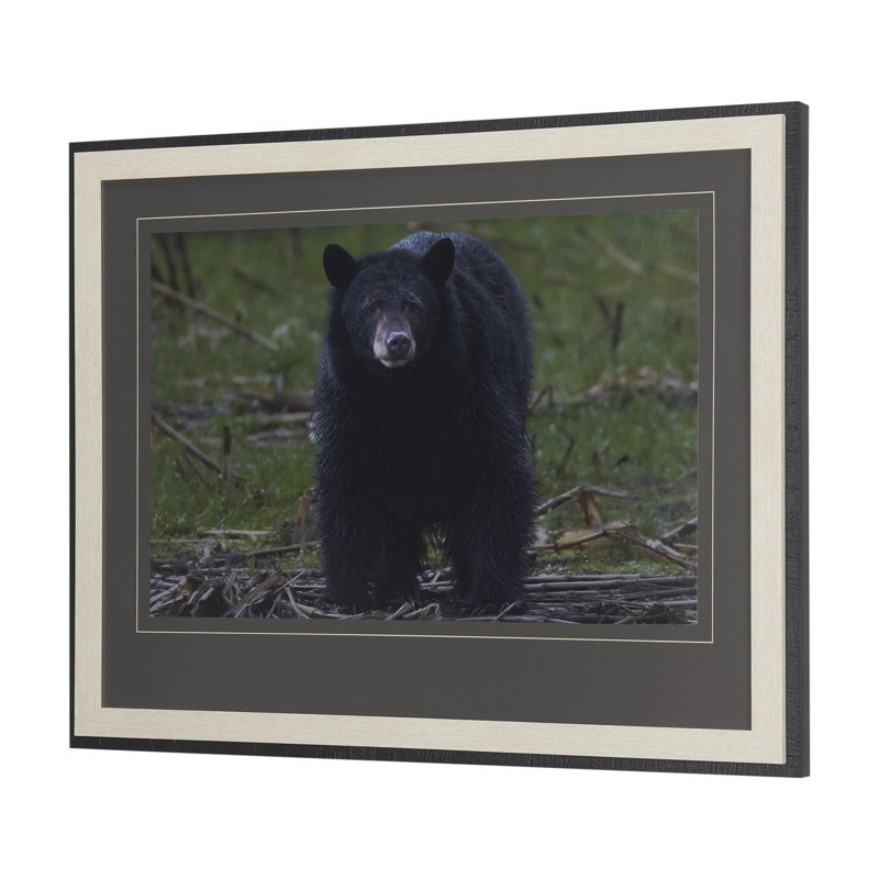 «Grizzly Bear» par Chad Mackay, reproduction d'art encadrée à la main avec passe-partout, 40.0L x 2.3W x 32.0H, Ours debout