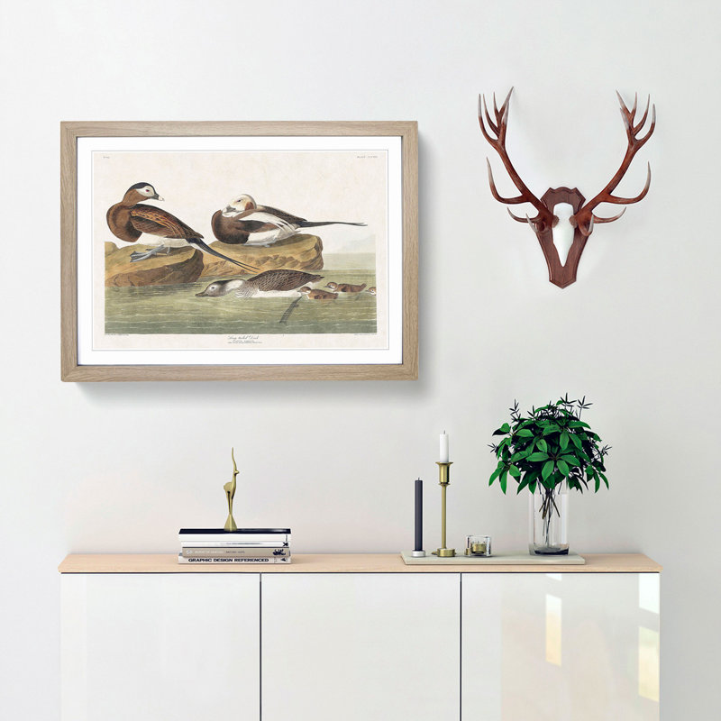 Long-Tailed Ducks by John Audubon - Framed Print, 27cm H x 36cm W x 2cm D, Oak Framed