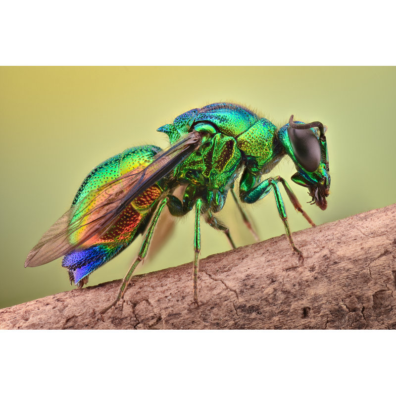 " Cuckoo Wasp ", 12" H x 18" W  