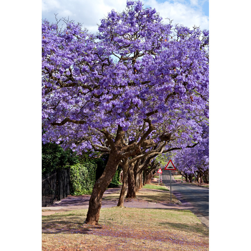 Jacaranda Trees - Photographie sur toile tendue, H 48 po x l 32 po x P 1,25 po