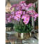 Roberi Orchid Arrangement in Planter-689457876