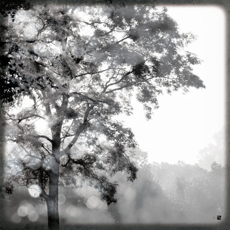 " Sun Dappled I " by Wild Apple Portfolio, 36" H x 36" W x 1.25" D