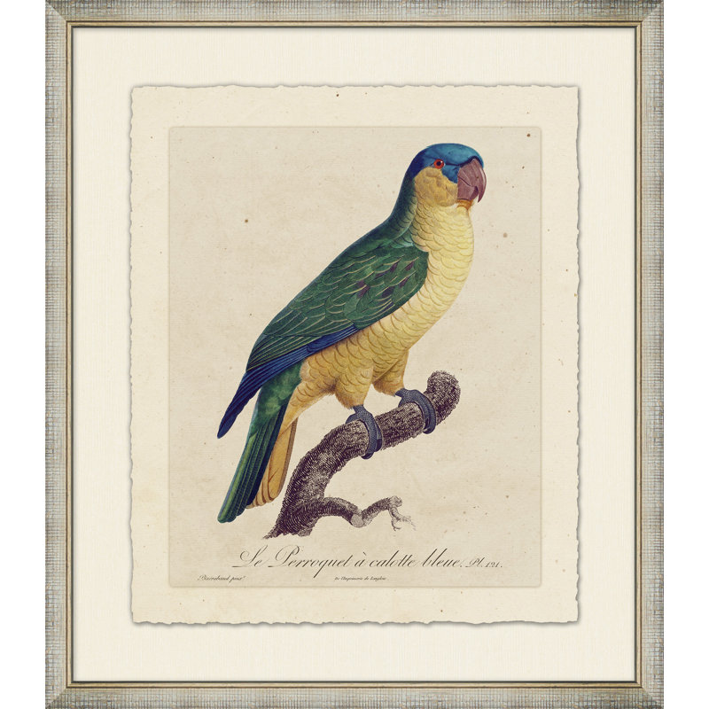 Le Perroquet 9 - Peinture encadrée sur papier