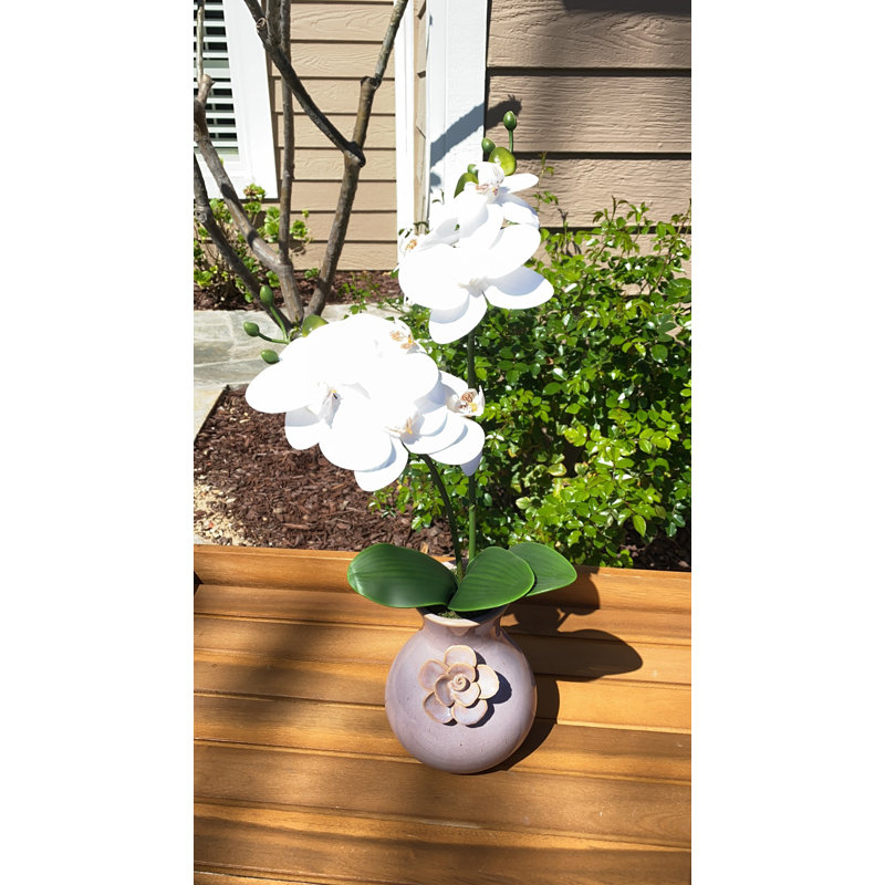 Orchid Arrangement in Vase
