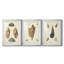 Coquilles de Knorr antiques V - reproduction sur mesure encadrée de qualité supérieure - 3 pièces-1230797216-1230797217