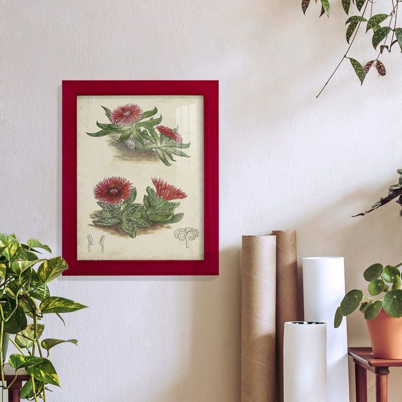 Cactus antique V encadré sur papier, Rouge, H 11 po x l 9 po x P 1 po
