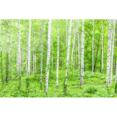 Bouleau blanc - photographie sur toile tendue