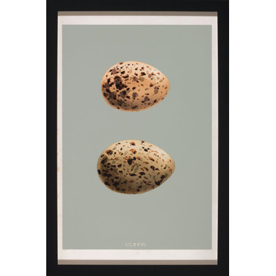 Classic Egg Study Classic Egg Study 6 - Single Picture Frame Graphic Art