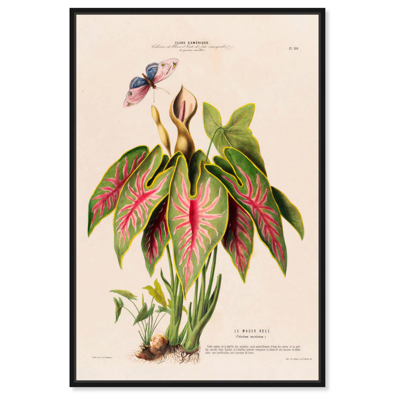 Reproduction d'art sur toile, éléphant oreille 1846 par Étienne, Cadre flottant noir, H 16 po x l 11 po