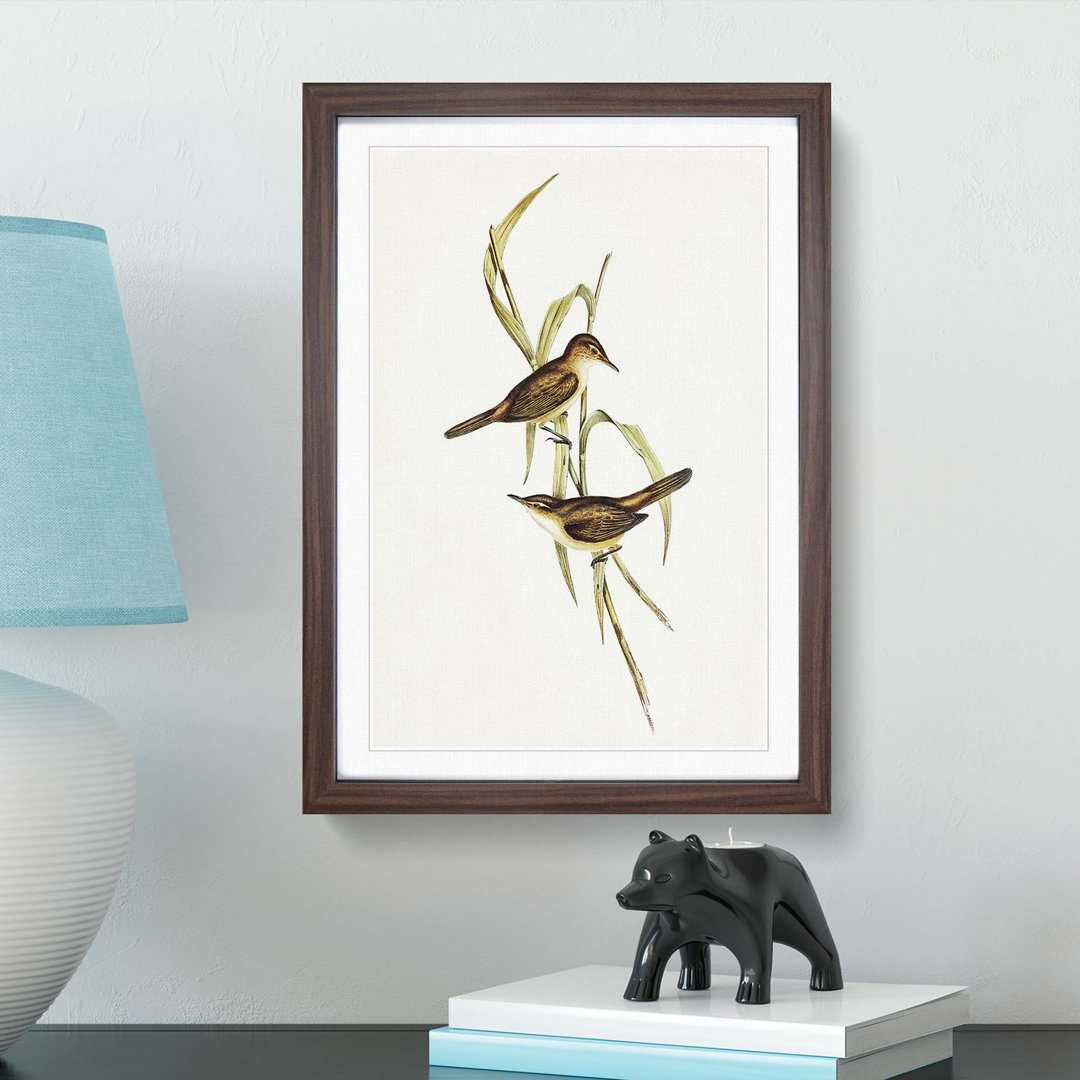 Long-Billed Reed Warbler by Elizabeth Gould - Picture Frame Painting Print