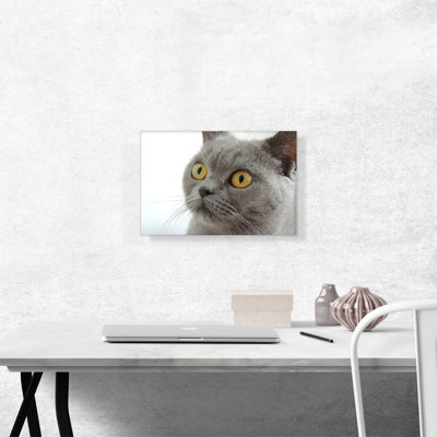 «Grey Cat Home Decor», reproduction de photo sur toile tendue