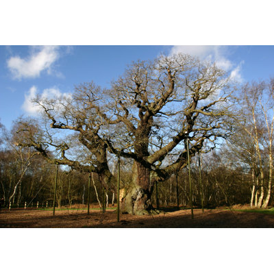 The Major Oak Tree by Mikeuk