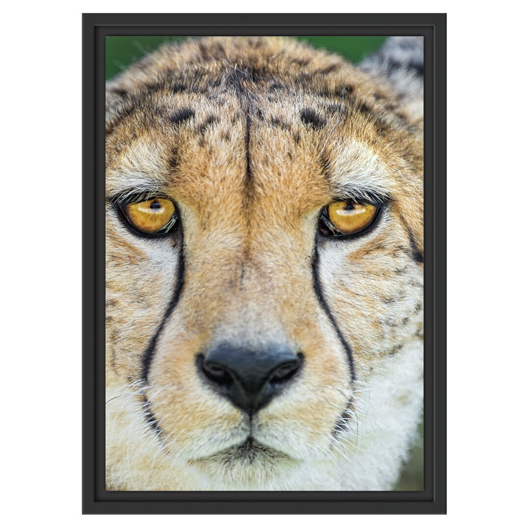 Gerahmtes Wandbild ruhender Gepard