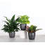 Plant in Pot-898924732
