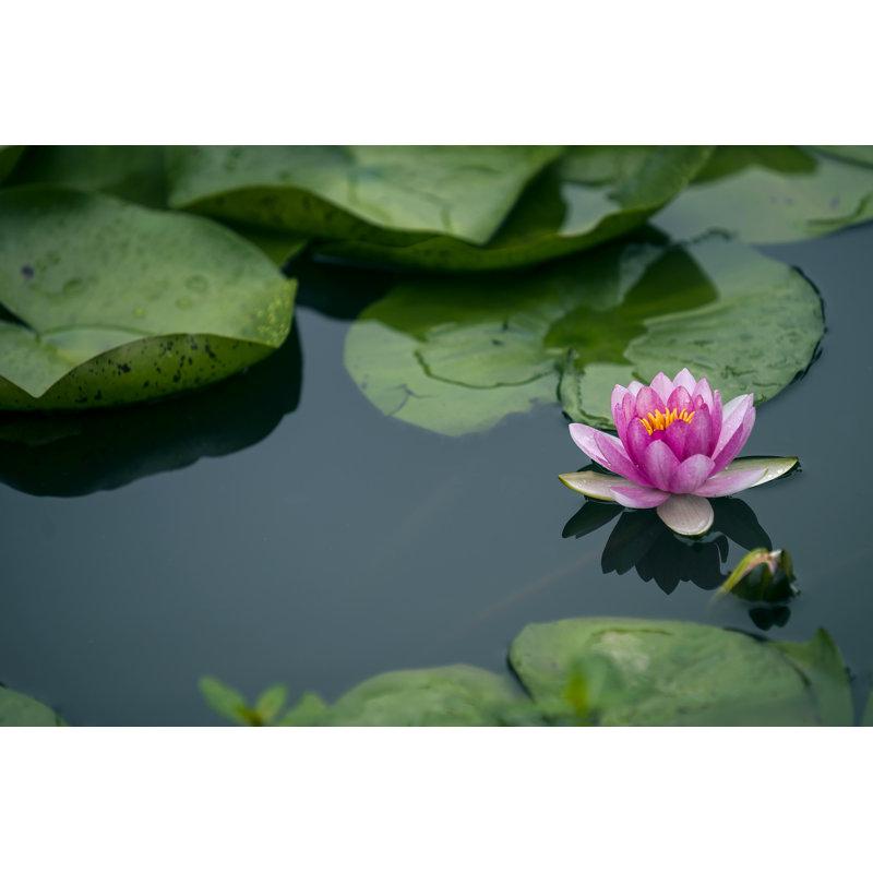 Lotus Flower - Wrapped Canvas Print, 30cm H x 46cm W x 3.8cm D