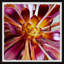 Exotic Succulent - Single Picture Frame Painting-527127360