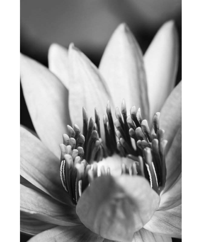 Wrapped Canvas Print, 91.44 cm H x 60.96 cm W