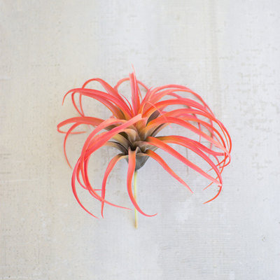  Artificial Flocking Red Air Plant – 10" Tall Decorative Succulent (Set of 6)