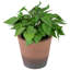 8 plantes