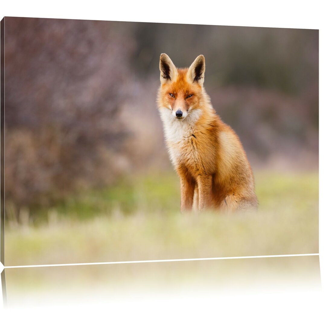 Leinwandbild Listiger Fuchs