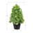 Topiary In Pot