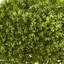 Topiaire buis artificiel en pot
