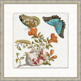 Garden Butterflies 4 Print