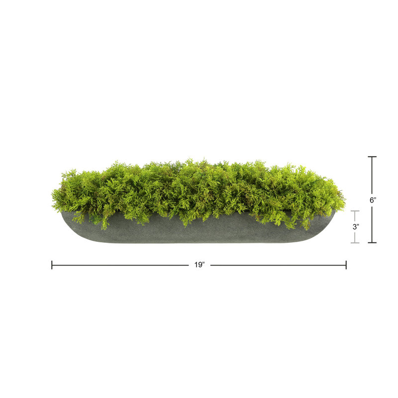 Moss 6" Artificial in Fiberstone Planter, Gray, 6"H x 22"W x 7"D