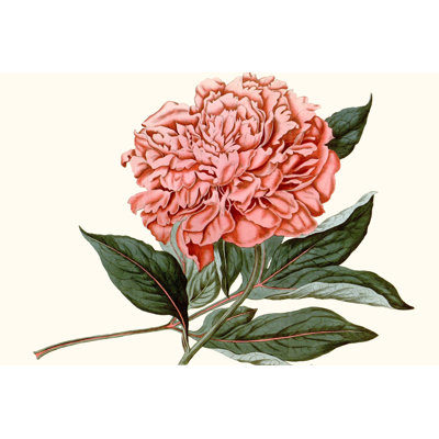 Peony Blush II, peinture sur toile