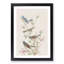 A Collection Of Finch Birds by John Audubon - Single Picture Frame Painting-55457716-55457712