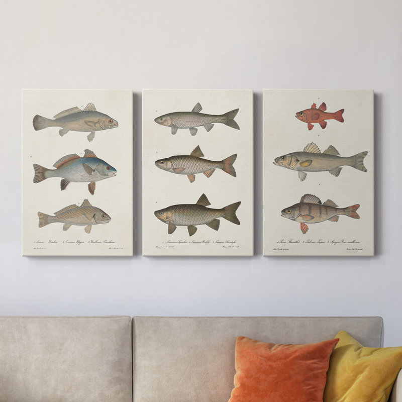 Species of Antique Fish III - 3 Piece Wrapped Canvas Graphic Art Set, 36" H x 72" W x 1" D
