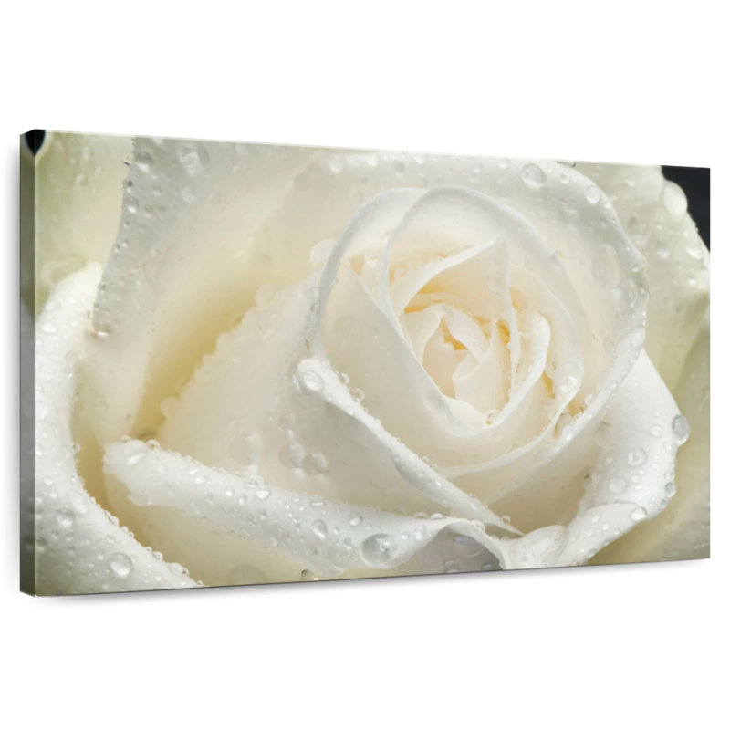 Rose blanche Harnek Dewy, H 16 po x l 24 po