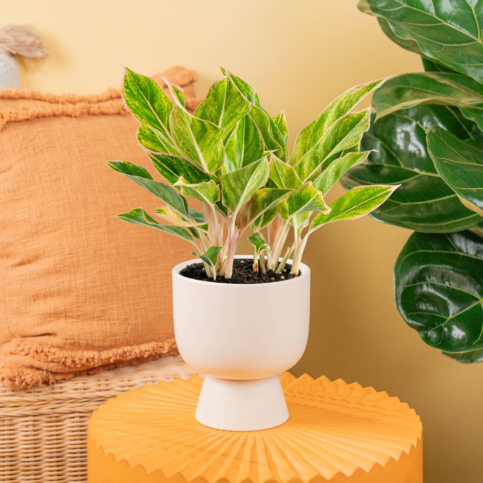 Costa Farms Siam Aurora Aglaonema Plant, White
