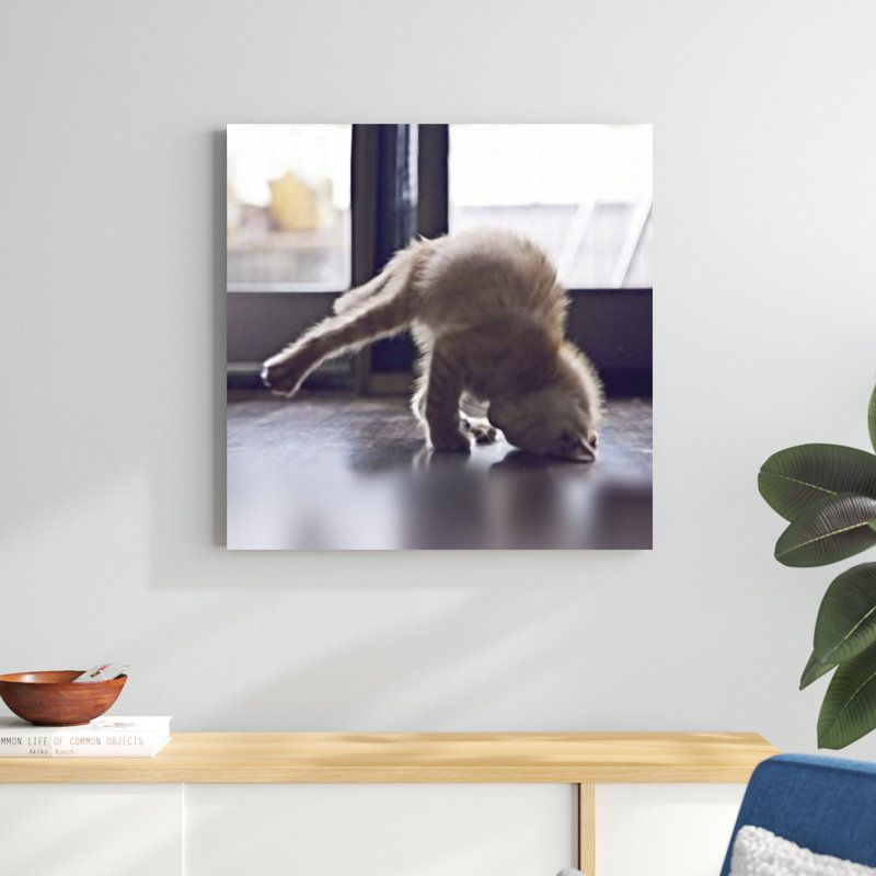 Cat Yoga X, H 30 po x l 30 po