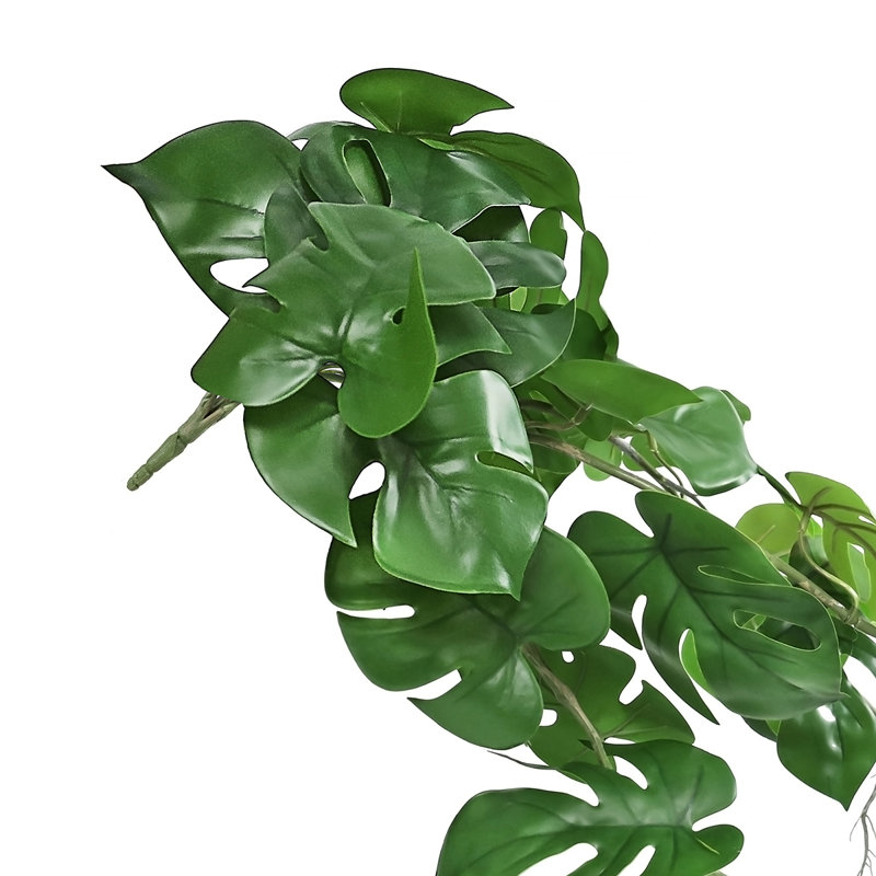 Plante suspendue 36 "Philodendron Monstera