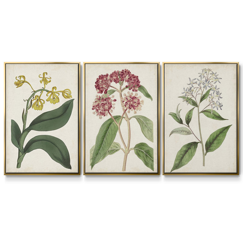 Ensemble de 3 pièces encadrées sur toile Antique Botanical Collection VI, H 40 po x l 78 po, Or