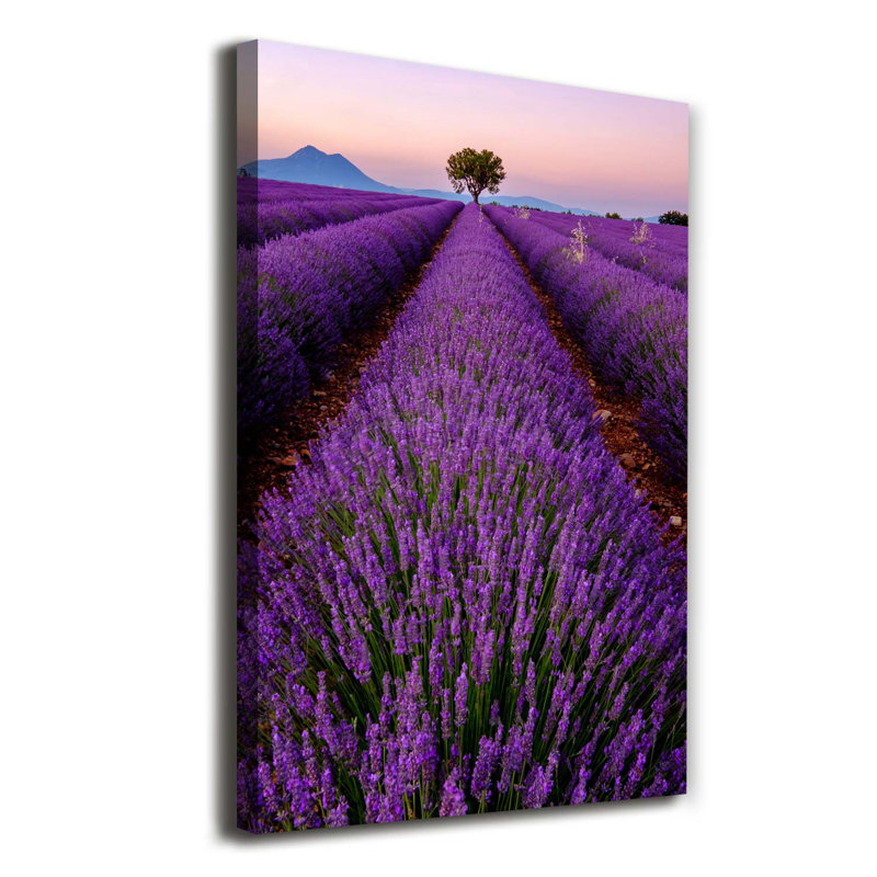 Lavender Field - Wrapped Canvas Print