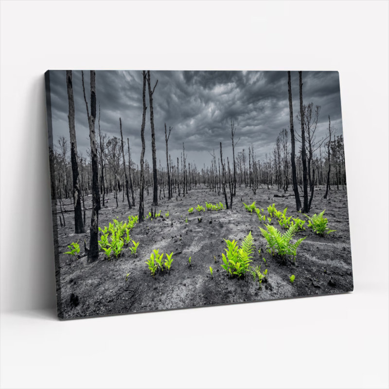 Ensemble de 1 tableau sur toile Forêt brûlée, 32"H x 48"W, Wrapped Canvas