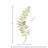 Fern Arrangement