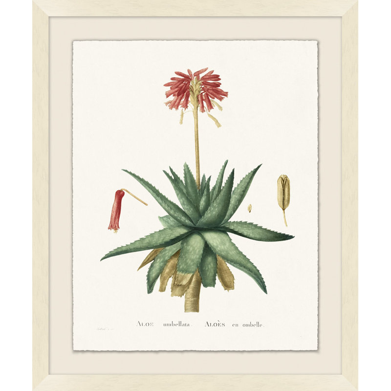 Blooming Cacti 1 Print by Nathan Turner