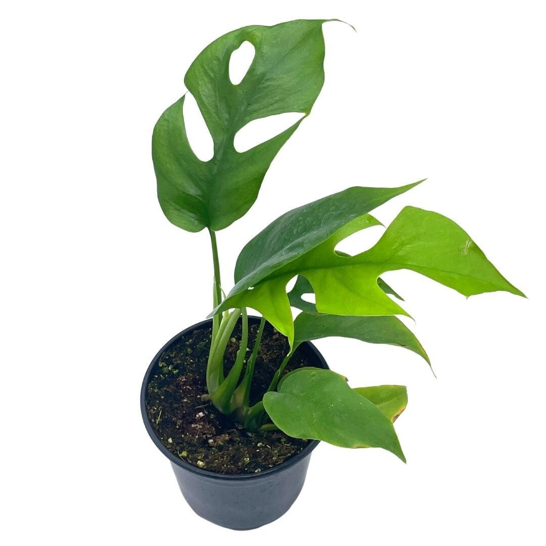 Monstera Minima 4 inch Rhaphidophora Tetrasperma Philodendron Piccolo Mini Gi Florida House Plants