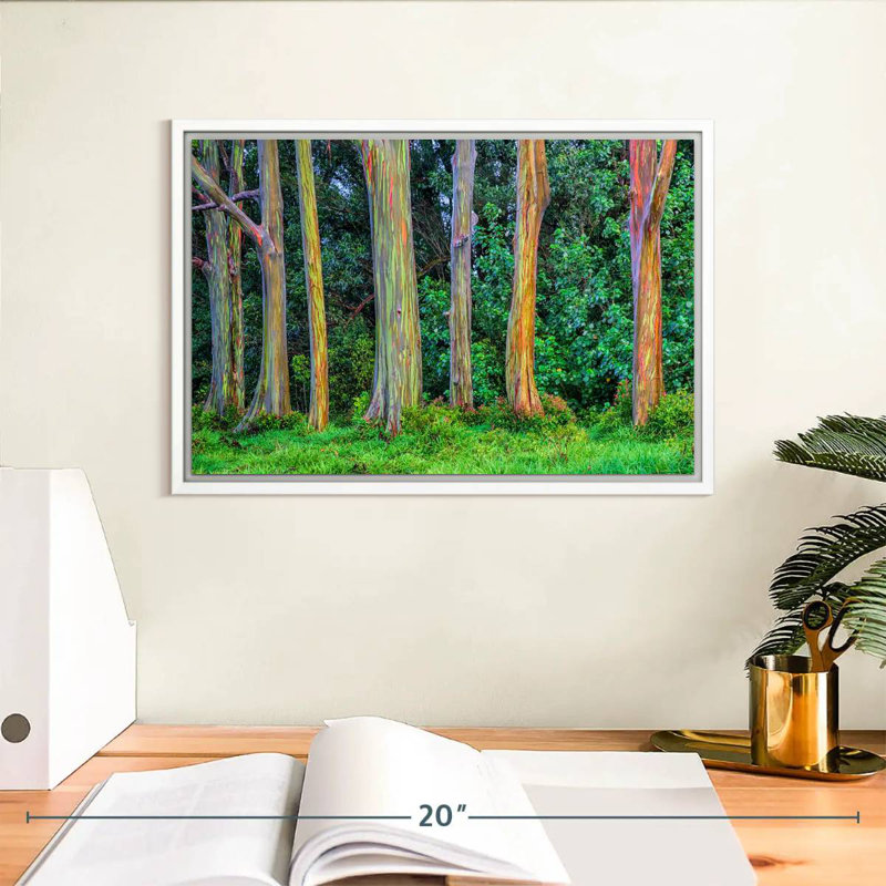 Eucalyptus arc-en-ciel, Cadre flottant blanc, 13 po x 9 po