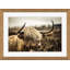 Highlands Cow Giclee Print by Soicher Marin Archives-35991115-35991116