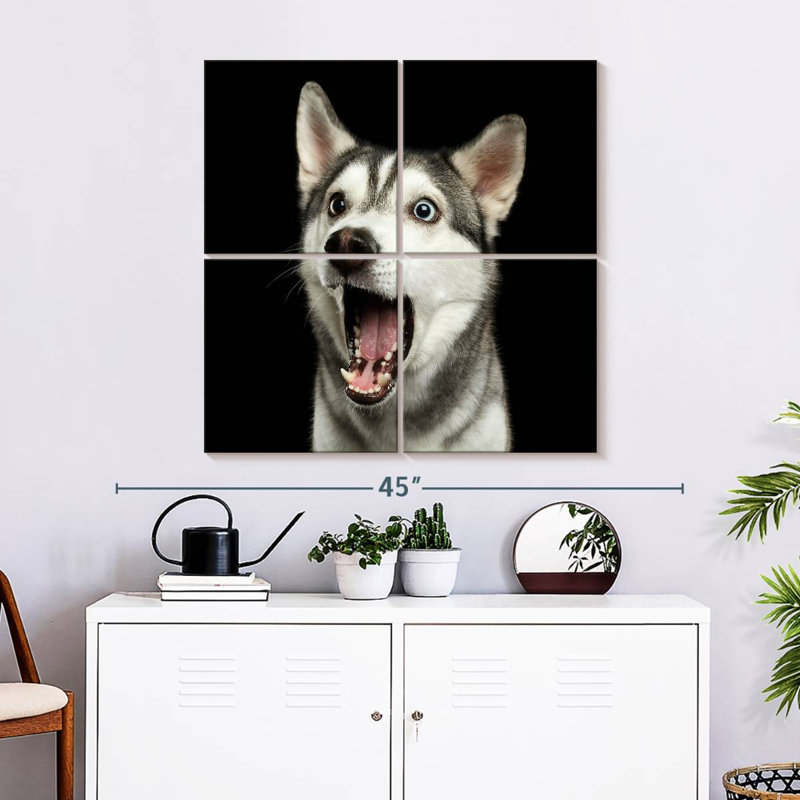 Husky de Sibérie Brampt Surpris, H 32 po x l 32 po