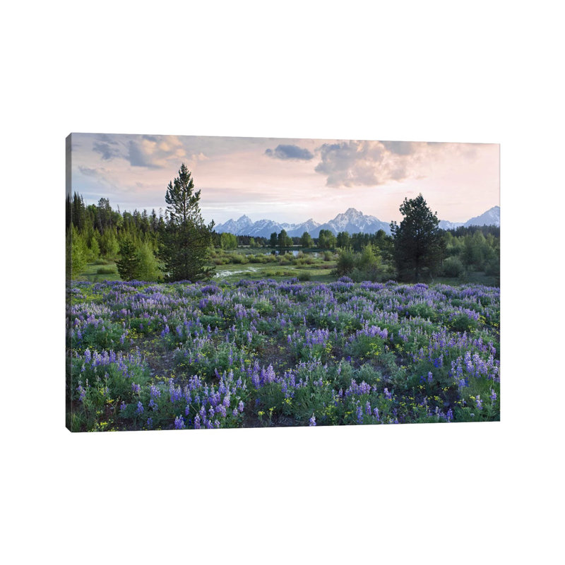 Lupine Meadow, Grand Teton National Park, Wyoming by Tim Fitzharris - Wrapped Canvas Print, 20.32 cm H x 30.48 cm W